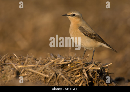 Traquet motteux Oenanthe oenanthe printemps femelle sur farm midden heap Hertfordshire Angleterre Avril Banque D'Images