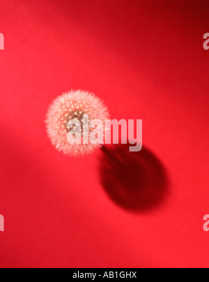 Pissenlit blanc sur fond rose Banque D'Images