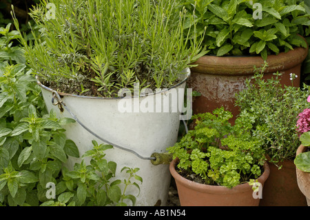 Les herbes dans le coin du jardin Banque D'Images