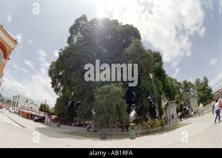 Le géant sabina Tule arbre Ahuehuete ou à Santa María del Tule dit d'être l'arbre le plus ancien dans le monde à 2000 ans Oaxaca Banque D'Images