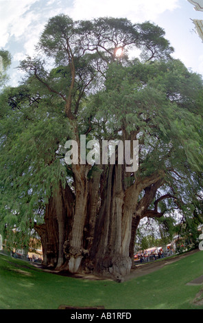 Le géant sabina Tule arbre Ahuehuete ou à Santa María del Tule dit d'être l'arbre le plus ancien dans le monde à 2000 ans Oaxaca Banque D'Images