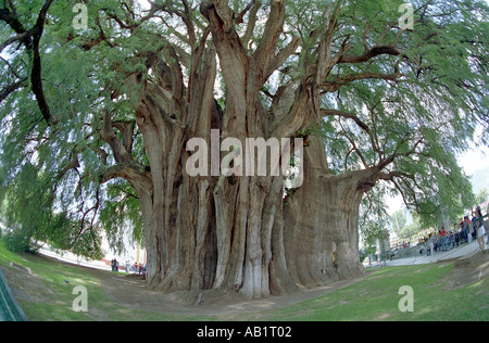 Le géant sabina Tule arbre Ahuehuete ou à Santa María del Tule dit d'être l'arbre le plus ancien dans le monde à 2000 ans Oaxaca Banque D'Images