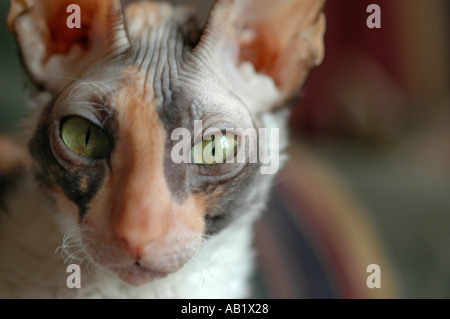 3 ans femelle calico Le Cornish Rex est un chat d'exposition Cornish Rex de Californie USA Amérique latine tace Banque D'Images