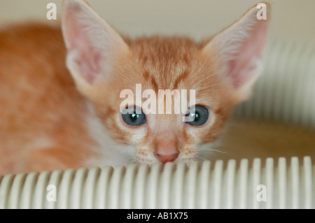 Cornish Rex race de 6 semaine chaton jaune Banque D'Images