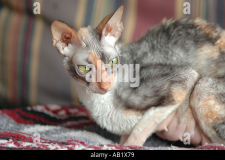 3 ans femelle calico Rex Cornish avec certains chatons 3 femelles 2 mâle rouge et jaune avec mère, première portée Banque D'Images