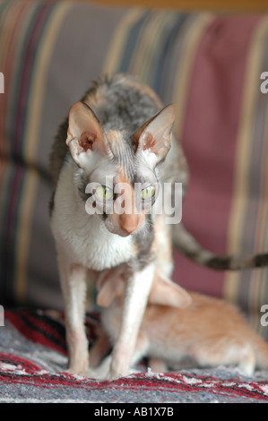 3 ans femelle calico Rex Cornish avec certains chatons 3 femelles 2 mâle rouge et jaune avec mère, première portée Banque D'Images