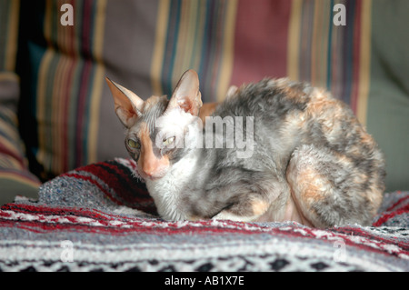 3 ans femelle calico Rex Cornish avec certains chatons 3 femelles 2 mâle rouge et jaune avec mère, première portée Banque D'Images