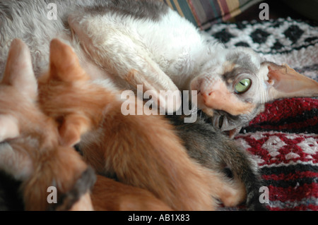 3 ans femelle calico Rex Cornish avec certains chatons 3 femelles 2 mâle rouge et jaune avec mère, première portée Banque D'Images