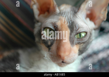 3 ans femelle calico Rex Cornish avec certains chatons 3 femelles 2 mâle rouge et jaune avec mère, première portée Banque D'Images