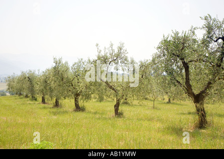 Juillet campagne agricole toscane des arbres  terres agricoles cultivées avec des rangées d'oliviers anciens arbres en Toscane, Italie, Méditerranée, Europe Banque D'Images