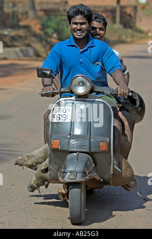 Deux porcs transportés sur le scooter Goa Inde Banque D'Images