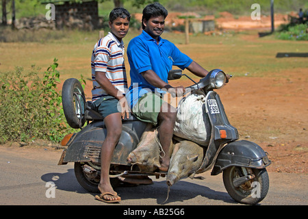 Deux porcs transportés sur le scooter Goa Inde Banque D'Images