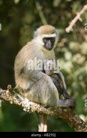 Femme Vervit Singe et son bébé assis dans arbre à l'extérieur de Lewa Wildlife Conservancy au nord Kenya Afrique Banque D'Images