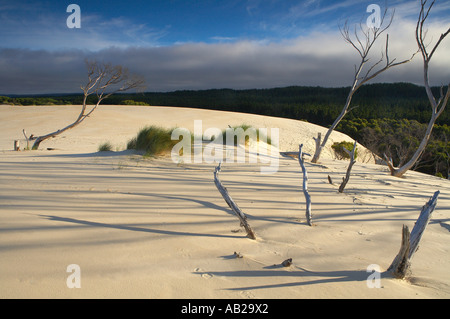 La Henty Dunes lentement d'empiéter sur les forêts intérieures côte ouest Strahan Australie Tasmanie nr Banque D'Images