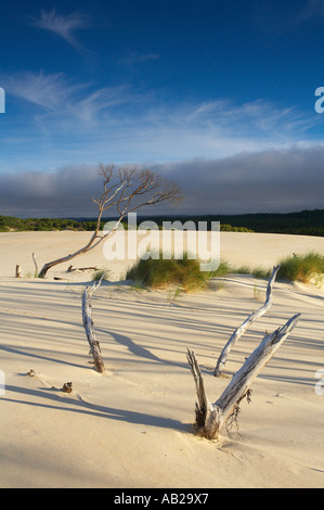 La Henty Dunes lentement d'empiéter sur les forêts intérieures côte ouest Strahan Australie Tasmanie nr Banque D'Images