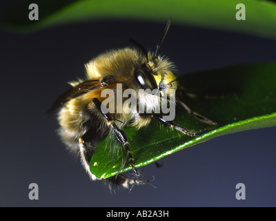 Putois poilu abeille fleur Banque D'Images