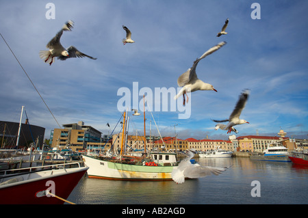 Vol de mouettes sur les bateaux de pêche dans la région de Hobart Tasmanie Australie Victoria Dock Banque D'Images