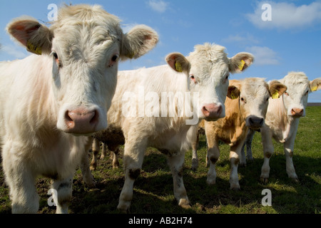 dh bovins bovins de boucherie UK British White jeunes veaux bovins troupeau de vaches gros plan visages royaume-uni agriculture orkney scottish Farm bys scotland Farming group Banque D'Images