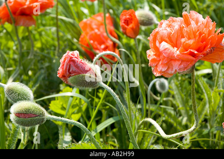 dh Field coquelicots COQUELICOT UK Red Wild coquelicots Papaver fermé ouverture ouverte par étapes de près Banque D'Images