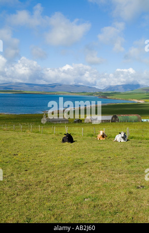 Dh Swanbister Bay ORPHIR ORKNEY ferme traditionnelle des vaches de boucherie Bovins fixant dans le champ Banque D'Images