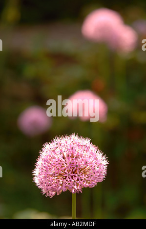 Pound Hill House et jardins en West Kington Wiltshire UK Allium Mai 2005 Banque D'Images