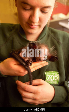 Le premier élevage en captivité aye aye au Royaume-Uni Kintana à Bristol Zoo Gardens Le mammifère est originaire de Madagascar et l'on croyait autrefois Banque D'Images