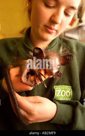 Le premier élevage en captivité aye aye au Royaume-Uni Kintana à Bristol Zoo Gardens Le mammifère est originaire de Madagascar et l'on croyait autrefois Banque D'Images