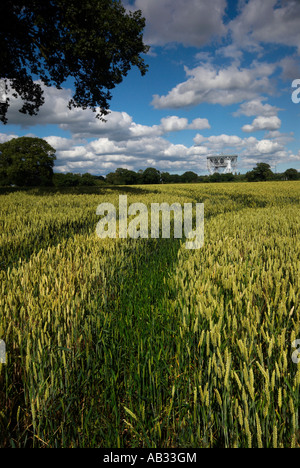 Champs de blé par le radiotélescope Lovell Cheshire Jodrell Bank UK Banque D'Images