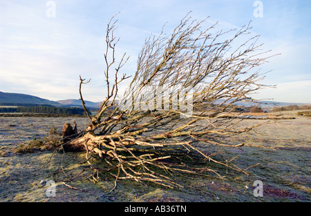 Tree renversés par les vents violents à Mynydd commun Illtyd près de Brecon Powys South Wales UK Banque D'Images