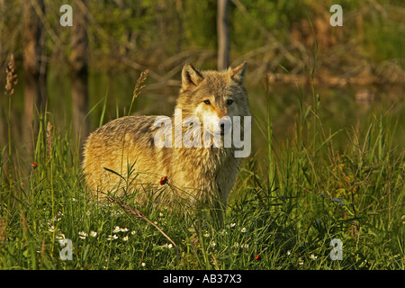 Loup gris Canis lupus Pine Comté Minnesota USA Banque D'Images