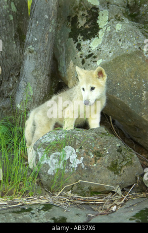 Le loup gris Canis lupus Pine Comté Minnesota USA Banque D'Images