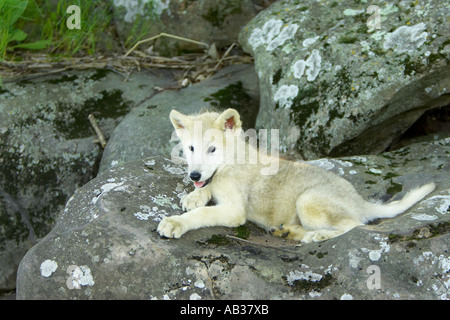 Le loup gris Canis lupus Pine Comté Minnesota USA Banque D'Images