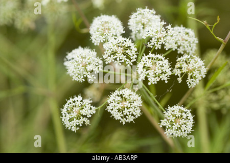 Gros plan de fleurs de printemps blanches de pruche d'eau, Cowbane - Cicuta virosa dans un cadre naturel de zone humide. Banque D'Images
