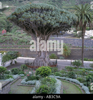 Arbre Dragon Icod Tenerife Canaries Banque D'Images