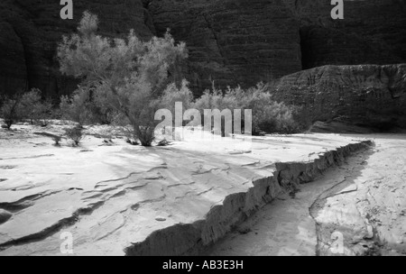 La fumée noir et blanc d'arbres dans Fish Creek Canyon Anza Borrego Desert State Park Borrego Springs San Diego County Californie Unit Banque D'Images