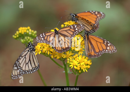 Papillon Monarque Danaus plexippus El Chincua Nature Reserve group se nourrissant de fleur jaune, Mexique Banque D'Images