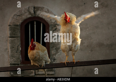 Deux poulets perché sur une tige métallique, Essaouira, Maroc Banque D'Images