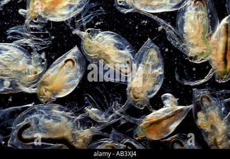 Les puces d'eau Daphnia United Kingdom Banque D'Images