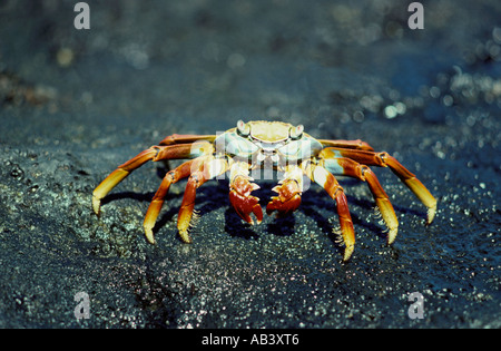Sally Lightfoot Crab Grapsus graspus Îles Galápagos Banque D'Images