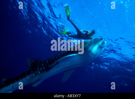 Requin-baleine Rhincodon typus avec plongeur plongeur Mer Rouge Egypte Banque D'Images