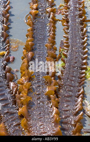 Frondes de Varech de la ceinture de la mer à la baie de Kimmeridge Dorset Purbeck Banque D'Images