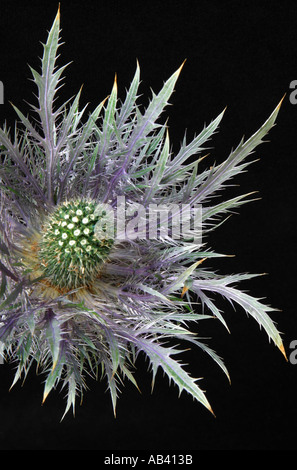 Couronne d'épines, fleur de houx mer Eryngium Maritimum Banque D'Images