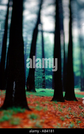 De grands arbres dans une forêt avec de la terre rouge en couleur du paysage Banque D'Images