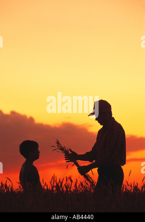 Agriculture - Silhouette d'un agriculteur et son fils au coucher du soleil l'inspection des cultures de blé de sa maturité / Manitoba, Canada. Banque D'Images