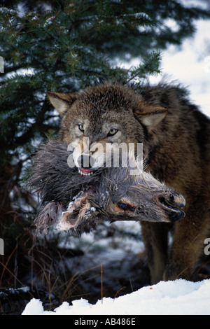 Loup gris Snarling détient Deer Head dans les mâchoires Canis lupus en hiver Montagnes Bridger près de Bozeman Montana Banque D'Images