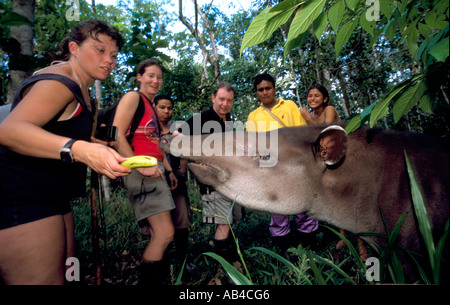 Les touristes l'alimentation d'un tapir avec leur guide - partie d'un projet de conservation pour protéger la faune naturelles dans ce domaine. Banque D'Images