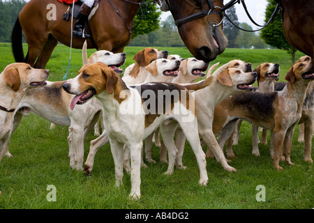 Foxhounds Du Craven Hunt au Windsor Horse Show Mai Berkshire Banque D'Images