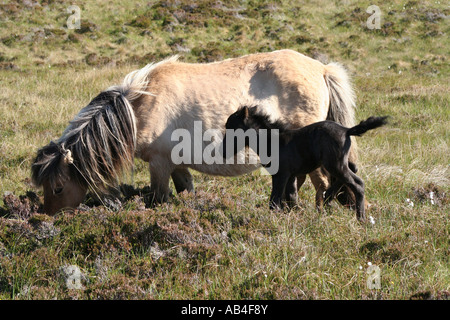 Poney Eriskay et Loch Druidibeg poulain Nature Reserve South Uist Hébrides extérieures en Écosse Juin 2007 Banque D'Images