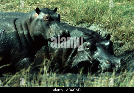 Hippopotamus amphibius hippopotame, le repos Banque D'Images