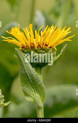 Elfswort ou Grande Aunée Inula helenium Banque D'Images